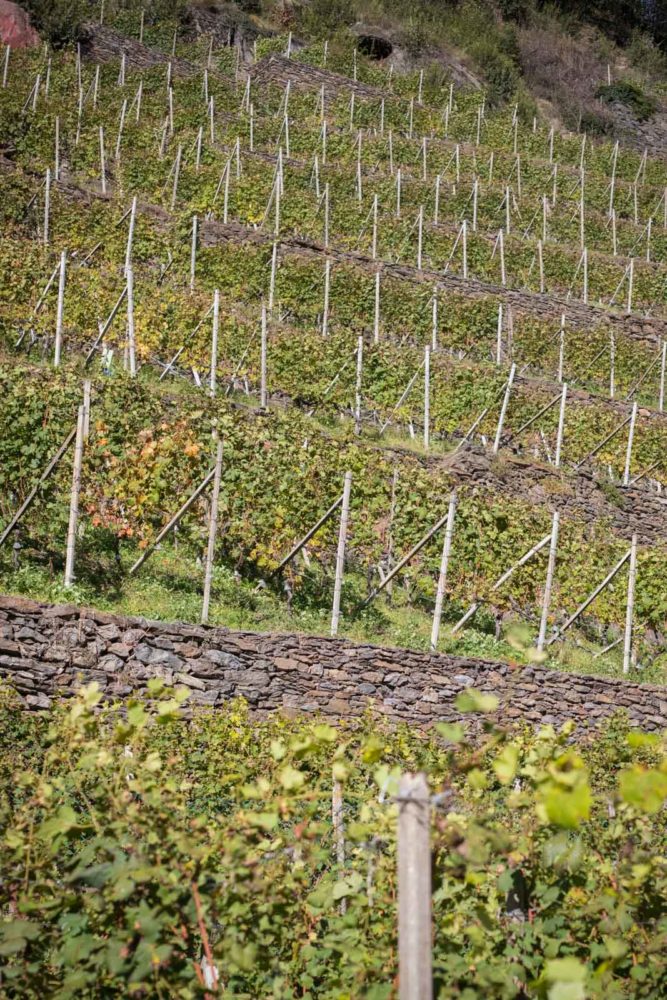 The Rocca de Piro vineyard above ARPEPE. ©Kevin Day/Opening a Bottle