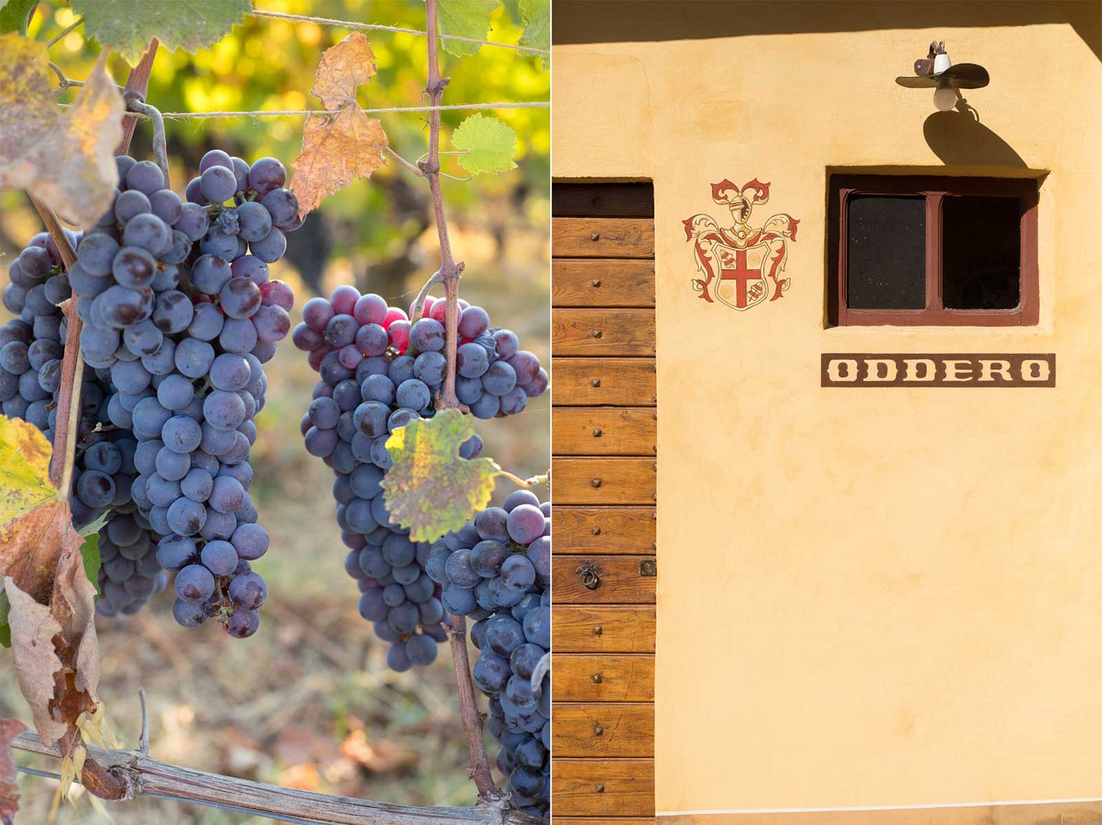 Left: Late season Nebbiolo clusters in the Brunate cru. Right: The classic crest of Oddero at the entrance to the cellar. ©Kevin Day/Opening a Bottle