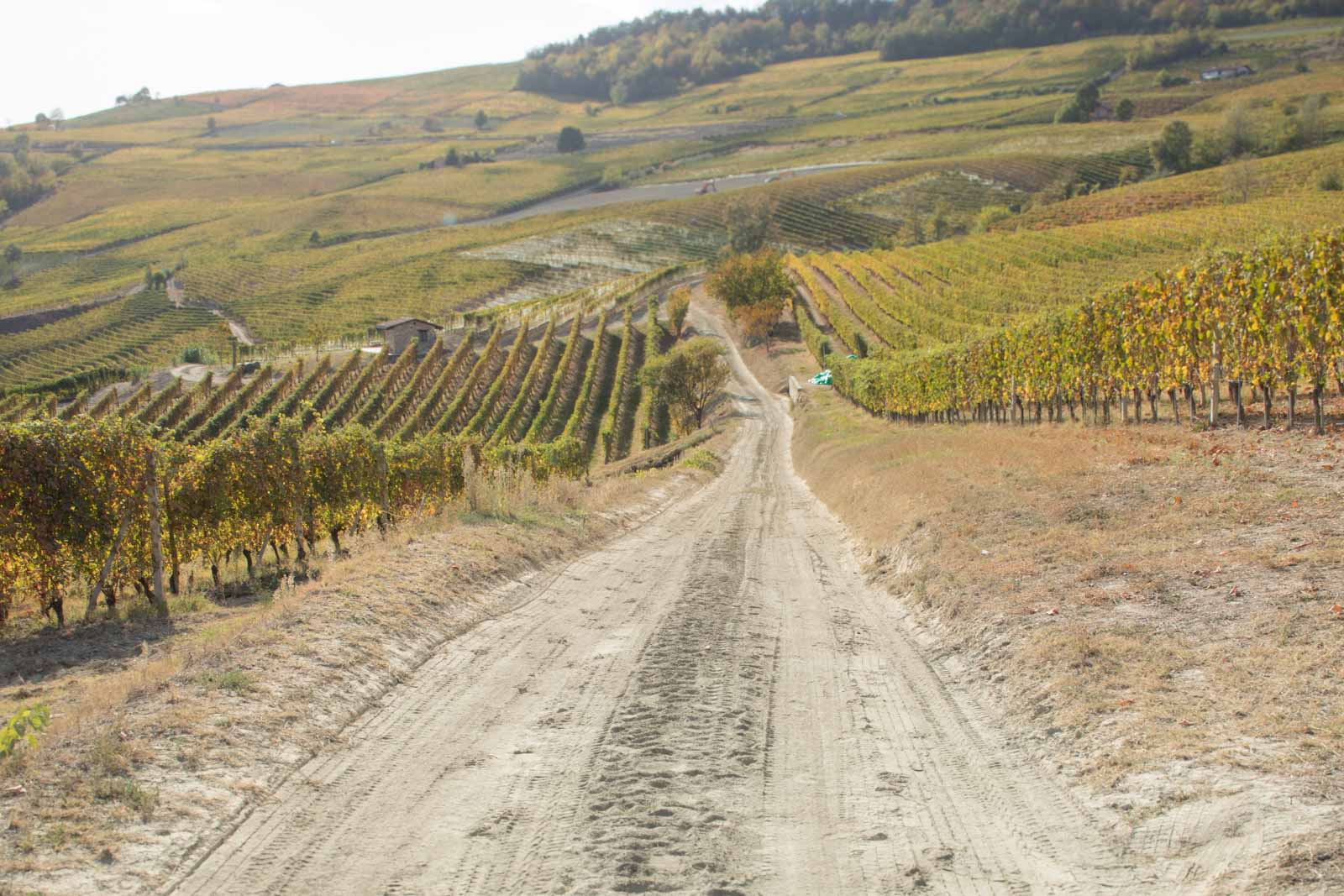 The Cerequio MGA, a Barolo Cru vineyard in between La Morra and Barolo ©Kevin Day/Opening a Bottle