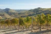 Looking over the Cerequio Cru vineyard of the Barolo DOCG wine-growing area of Piedmont, Italy