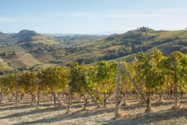 Looking over the Cerequio Cru vineyard of the Barolo DOCG wine-growing area of Piedmont, Italy