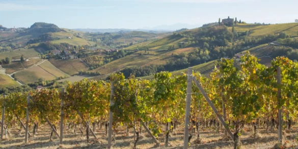 Looking over the Cerequio Cru vineyard of the Barolo DOCG wine-growing area of Piedmont, Italy