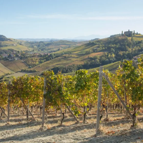 Looking over the Cerequio Cru vineyard of the Barolo DOCG wine-growing area of Piedmont, Italy