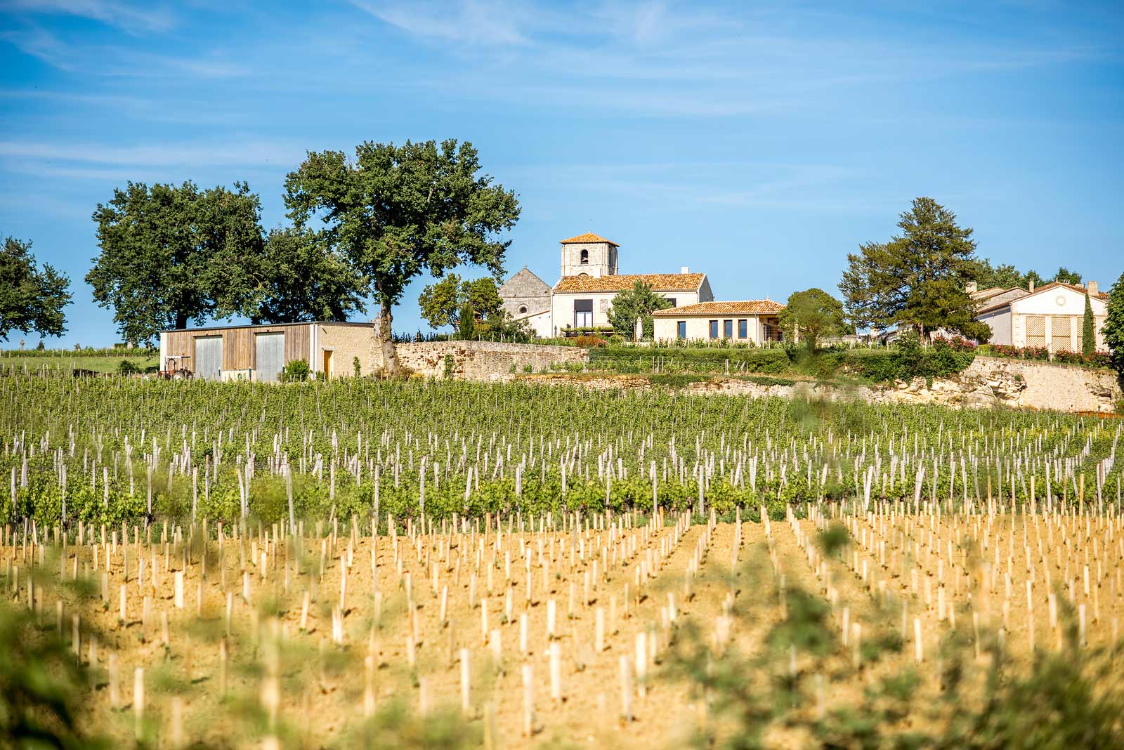 Lowland vineyard near Saint-Émilion