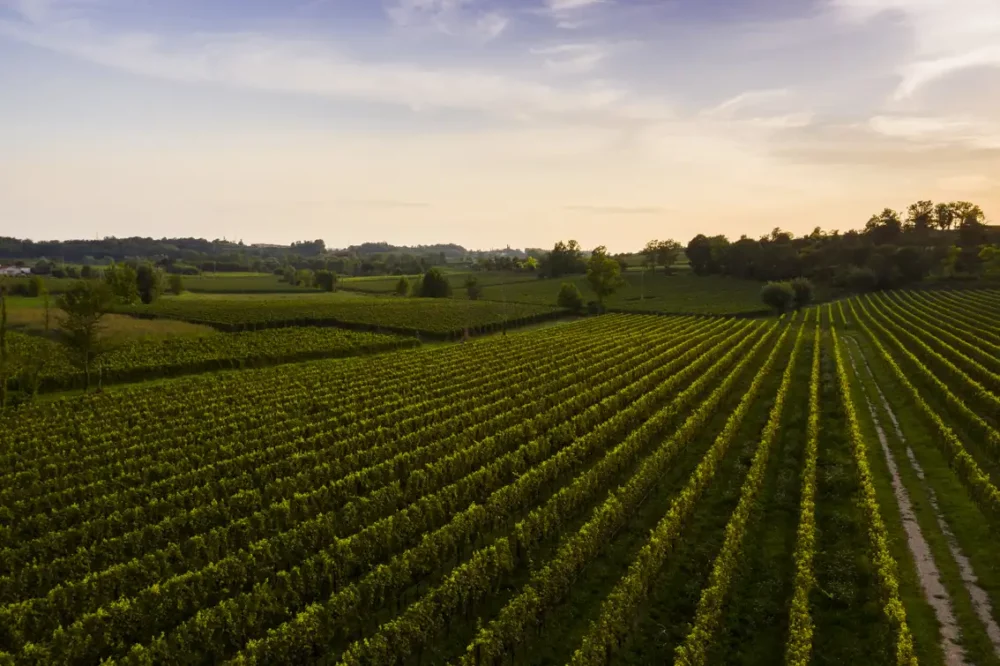 Vineyards of Turbiana grapes in the Lugana DOC of northern Italy.