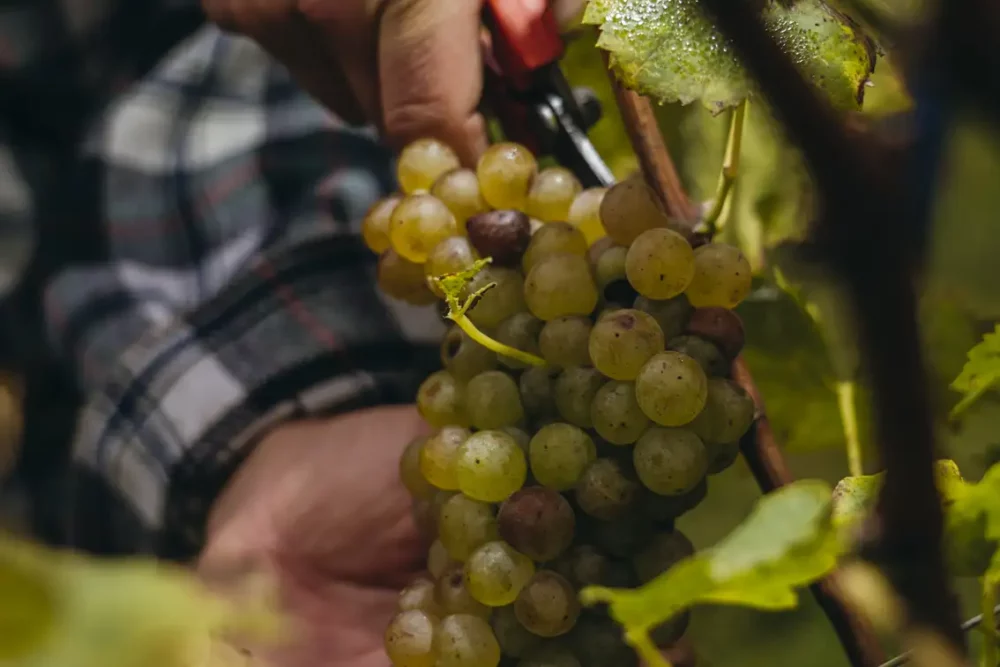 Hands harvesting a Turbiana white wine grape in northern Italy