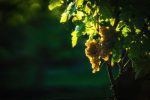 Turbiana grapes ©Consorzio Tutela Lugana DOC