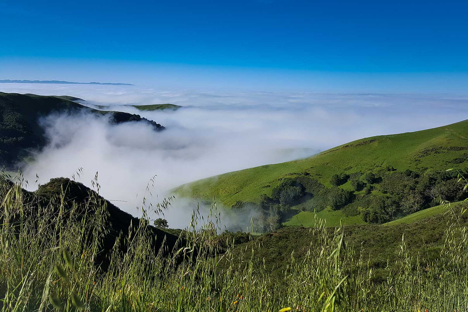 Fog rolls in from the Pacific Ocean near Stolo Family Vineyards, Cambria, California. ©Stolo Family Winery