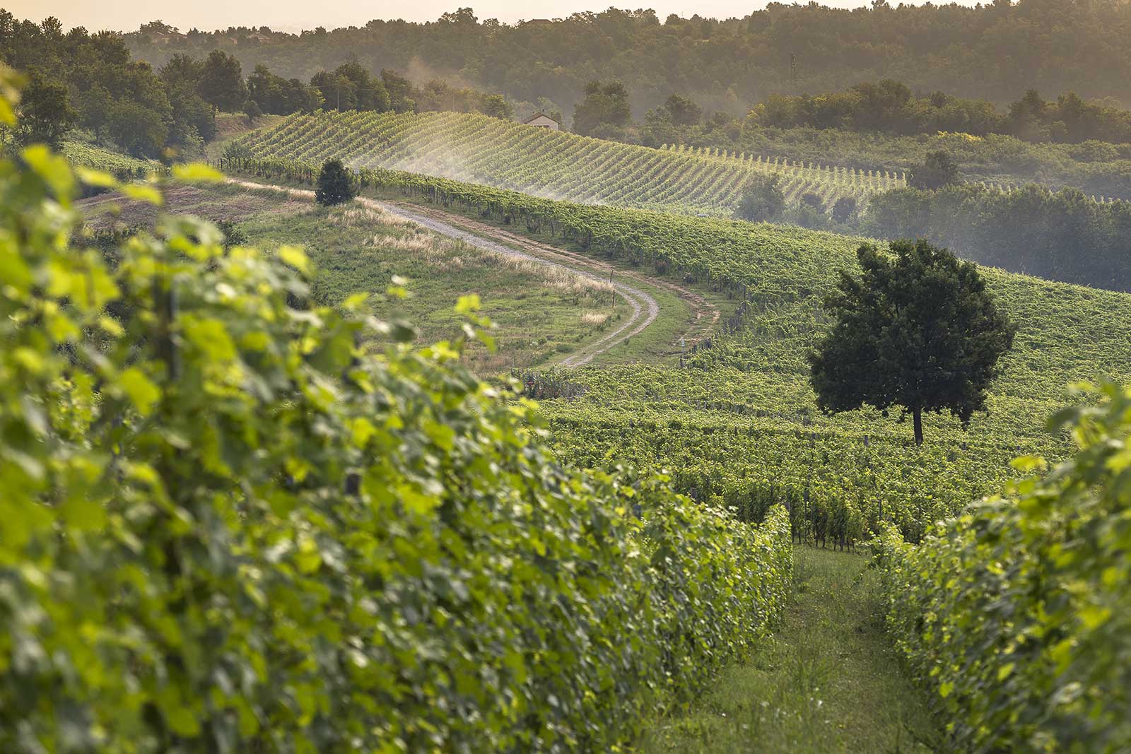 The Rocchetta Tanaro vineyard where Bricco dell'Uccellone comes from. ©Braida by Giacomo Bologna