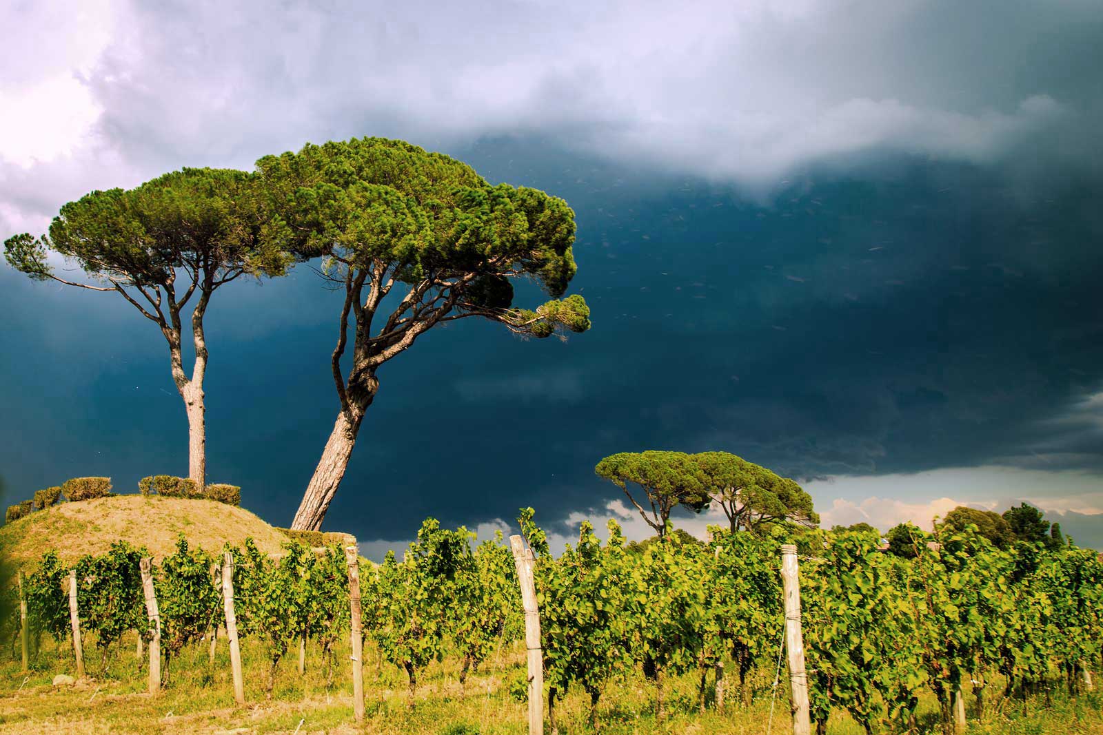 The hills of the Collio DOC are renowned for fostering white-wine grapes, Friuli-Venezia Giulia, Italy.