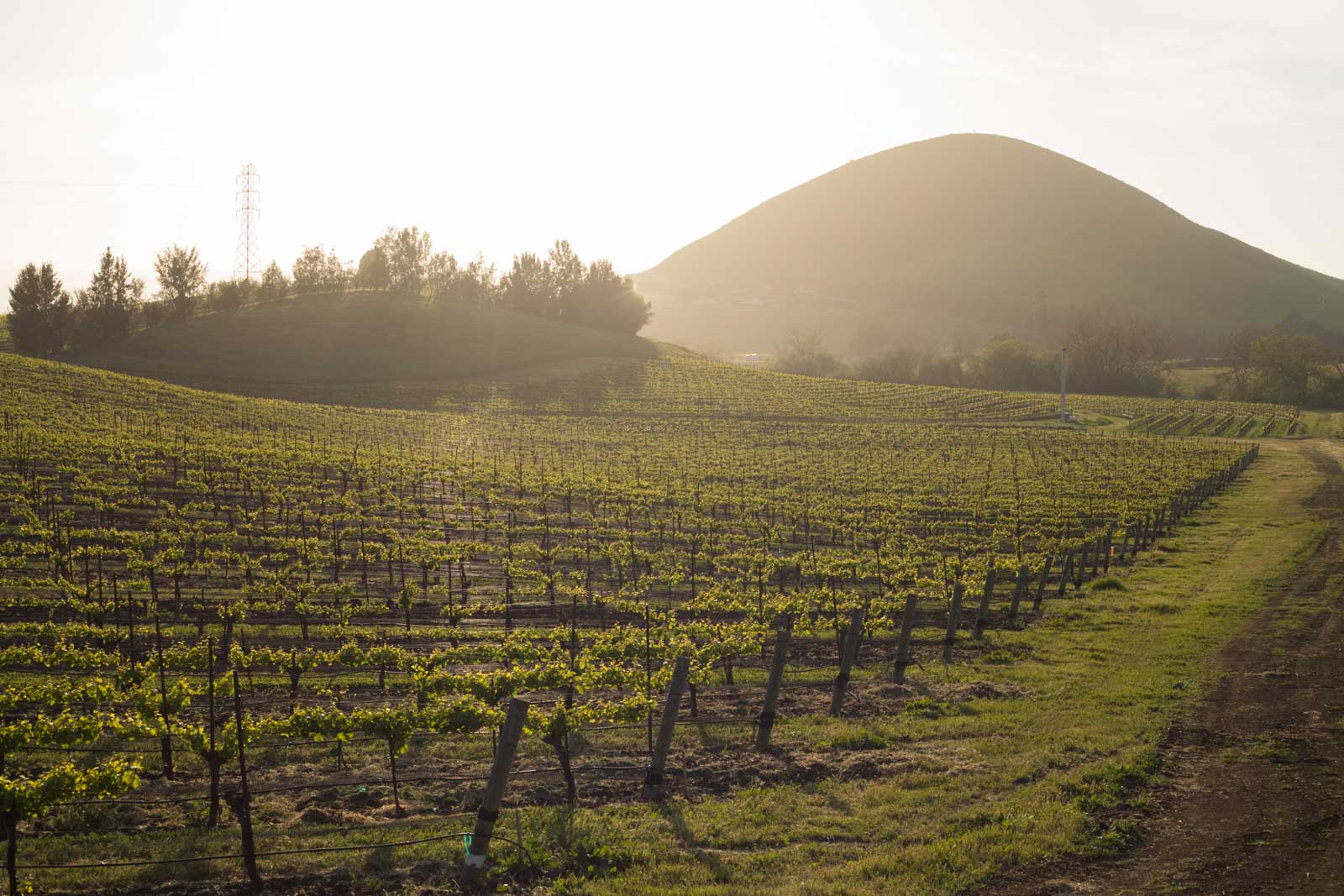 Vineyards, Edna Valley, Islay Hill, San Luis Obispo, California. ©Kevin Day/Opening a Bottle