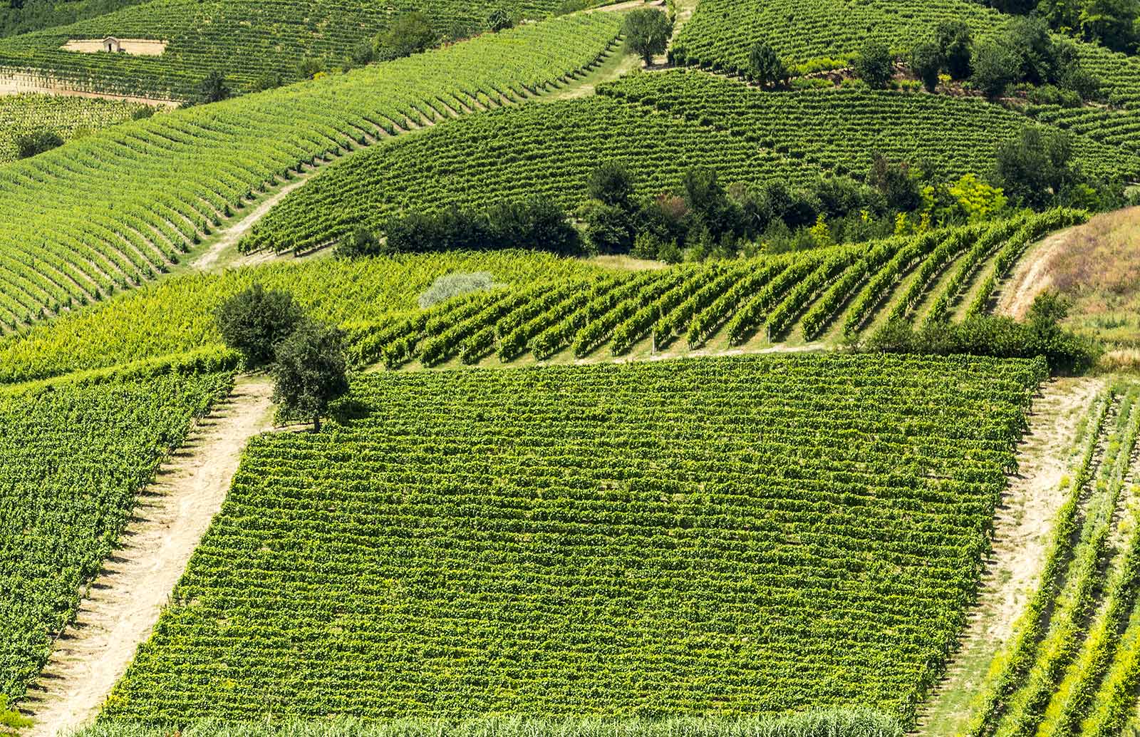 Vineyards in Monferrato.