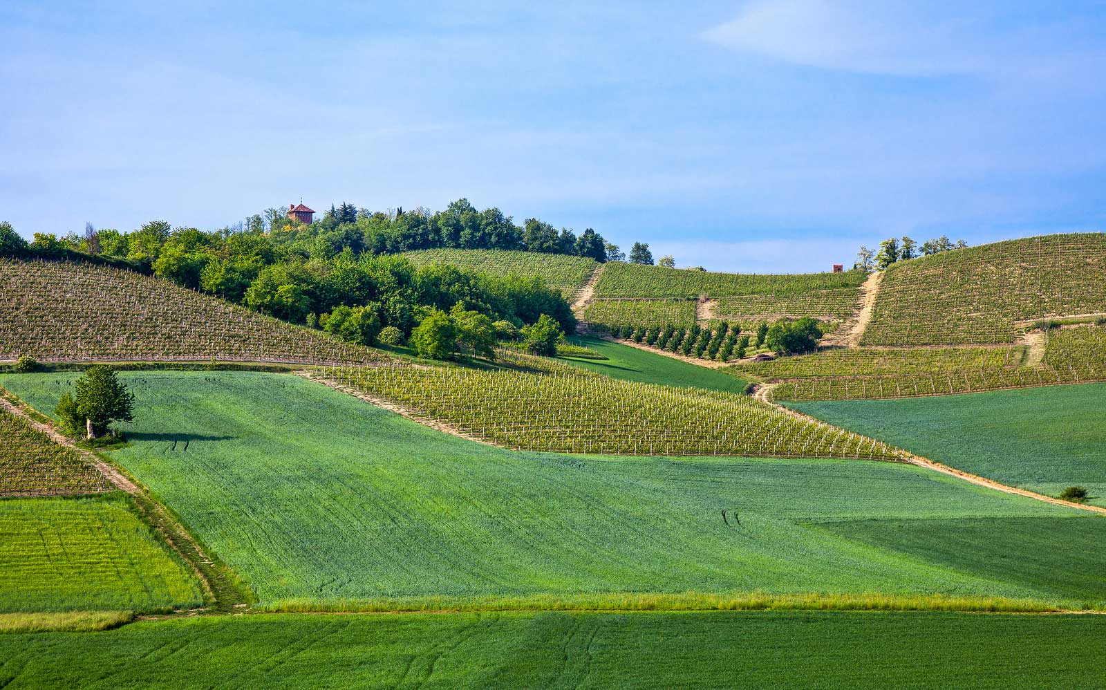 The hills of Monferrato in Piedmont, Italy.