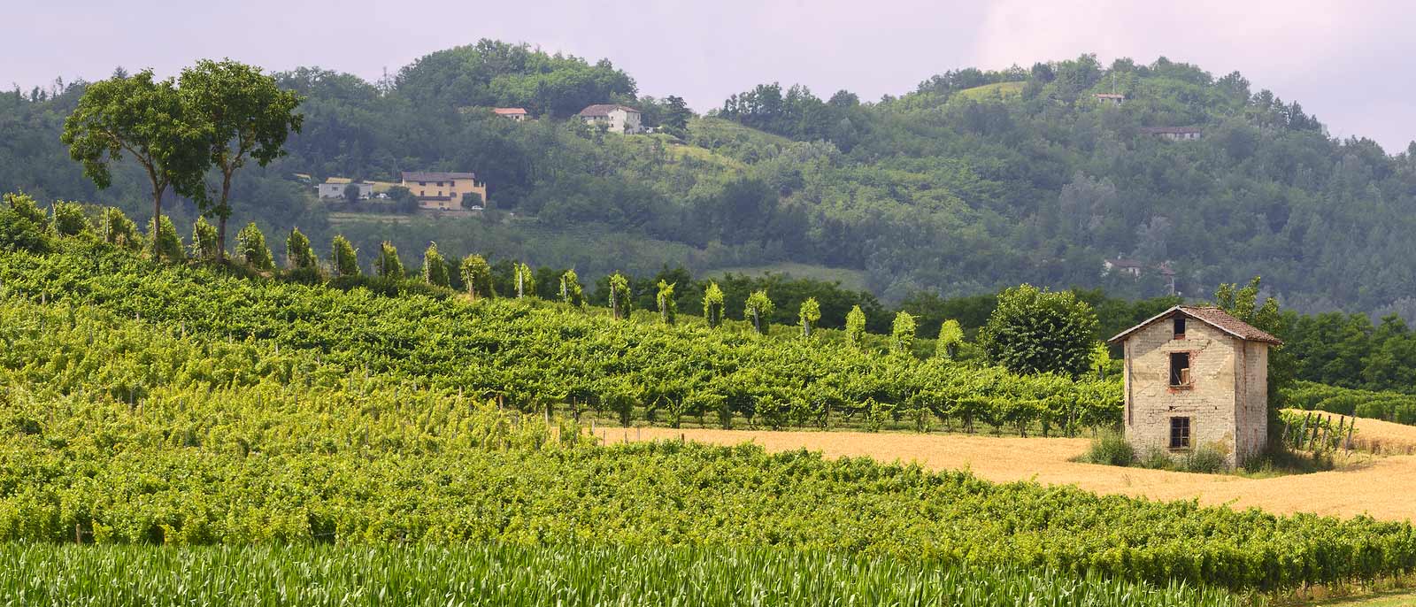 Monferrato Hills in summer, just outside the city of Asti.