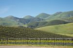 A vineyard in the Edna Valley, near San Luis Obispo, California. ©Kevin Day/Opening a Bottle