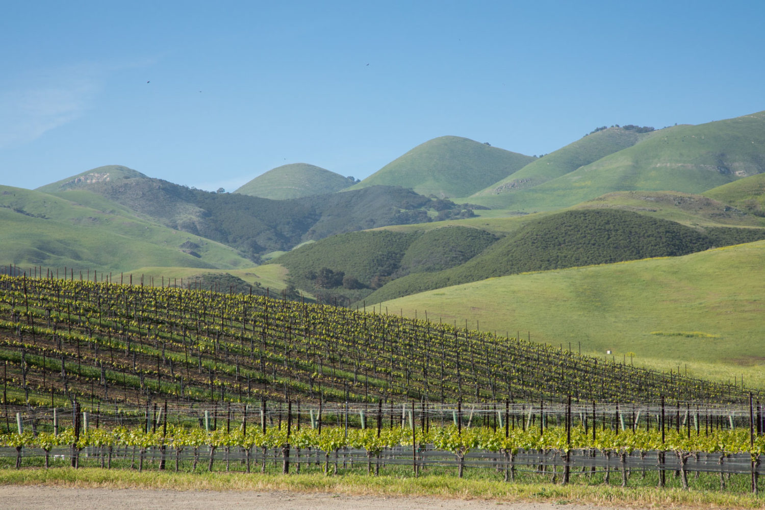 A vineyard in the Edna Valley, near San Luis Obispo, California. ©Kevin Day/Opening a Bottle