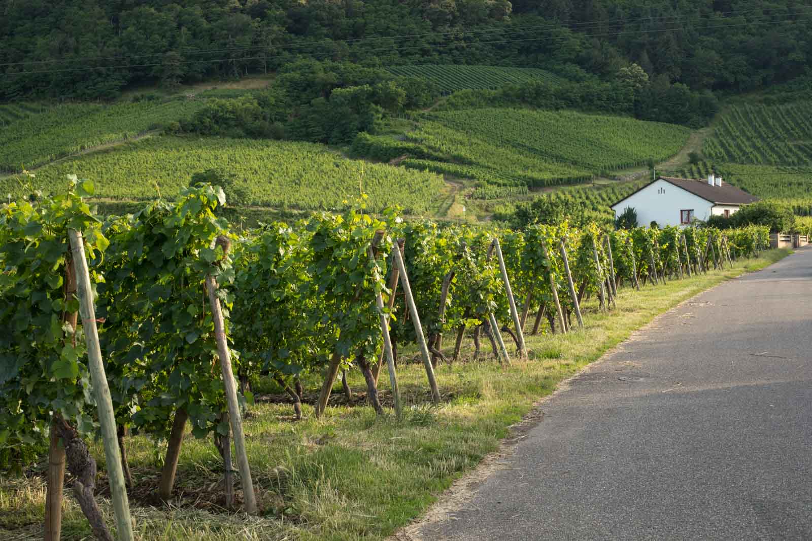 The vineyards near Wintzenheim, one of many idyllic Alsace towns. ©Kevin Day/Opening a Bottle