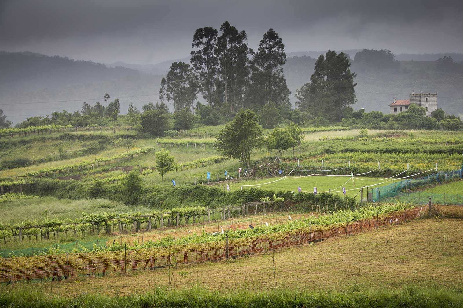 The Rías Baixas wine region of northwestern Spain is cool, wet and very cloudy. Just the kind of place for Albariño.