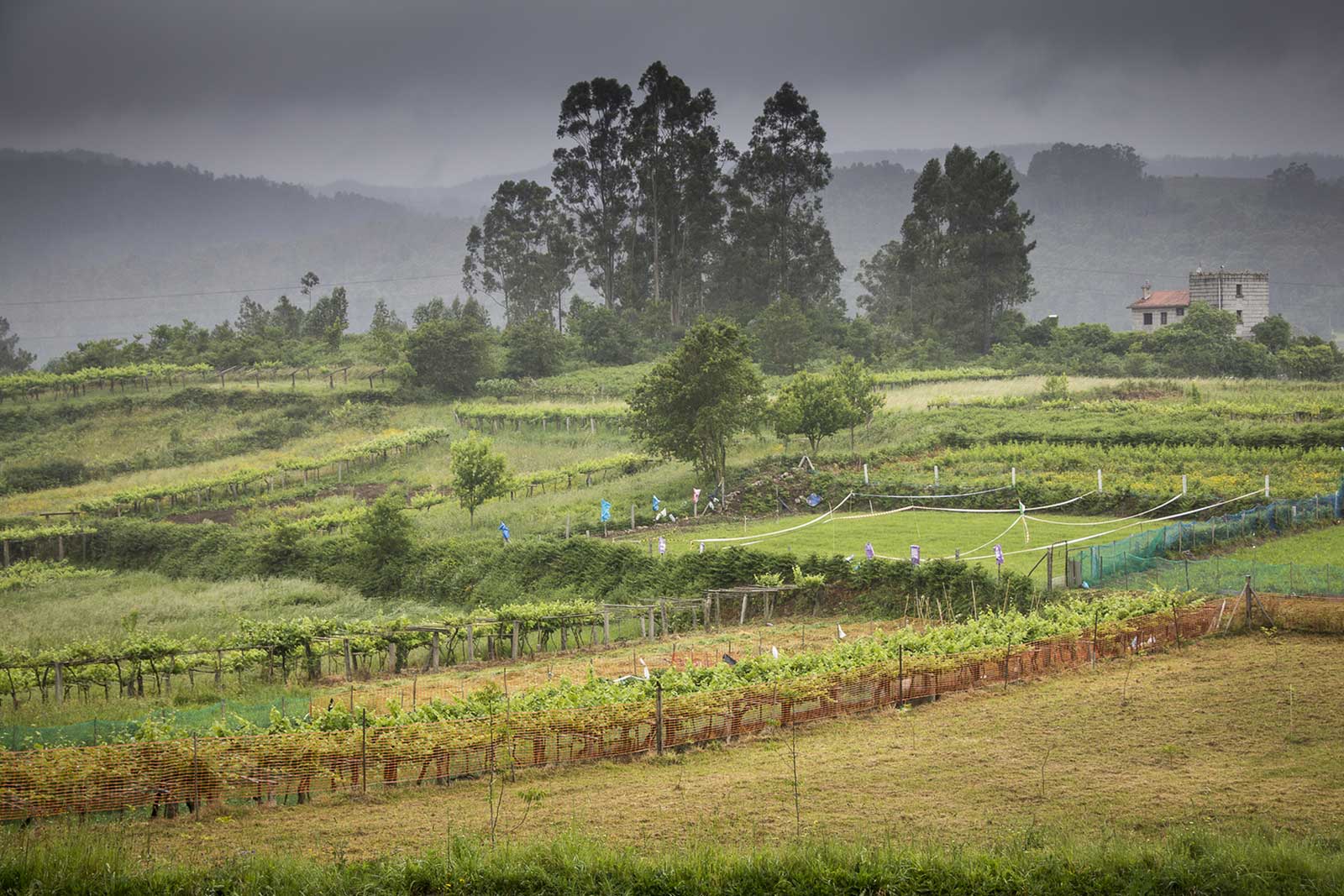 The Rías Baixas wine region of northwestern Spain is cool, wet and very cloudy. Just the kind of place for Albariño. 