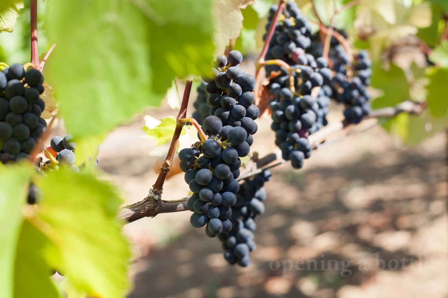 Pinot Noir grape clusters. ©Kevin Day/Opening a Bottle