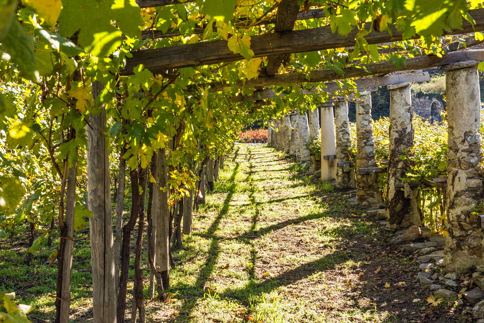 Trellising technique in Valle d'Aosta, Italy