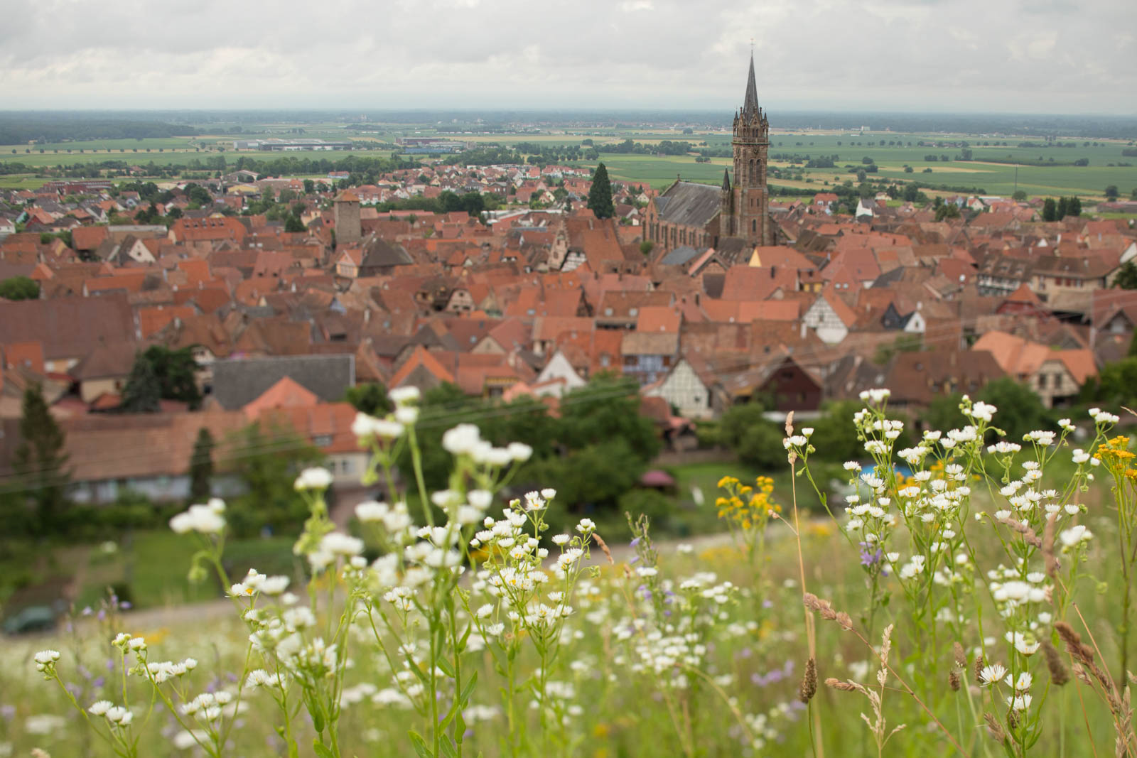 The village of Dambach-la-Ville with flowers growing in the Grand Cru Frankstein. ©Kevin Day/Opening a Bottle