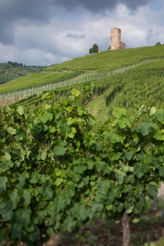 The Grand Cru Wineck-Schlossberg with its emblematic watchtower. ©Kevin Day/Opening a Bottle