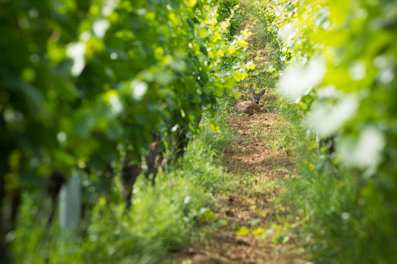 A deer rests in the vine rows of the Grand Cru Hengst near Wettolsheim, France. ©Kevin Day/Opening a Bottle