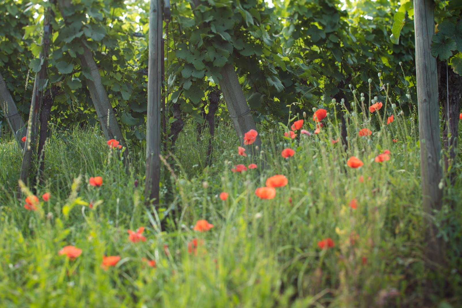 Poppies in the vineyard of the Grand Cru Hengst in Alsace, France. ©Kevin Day/Opening a Bottle