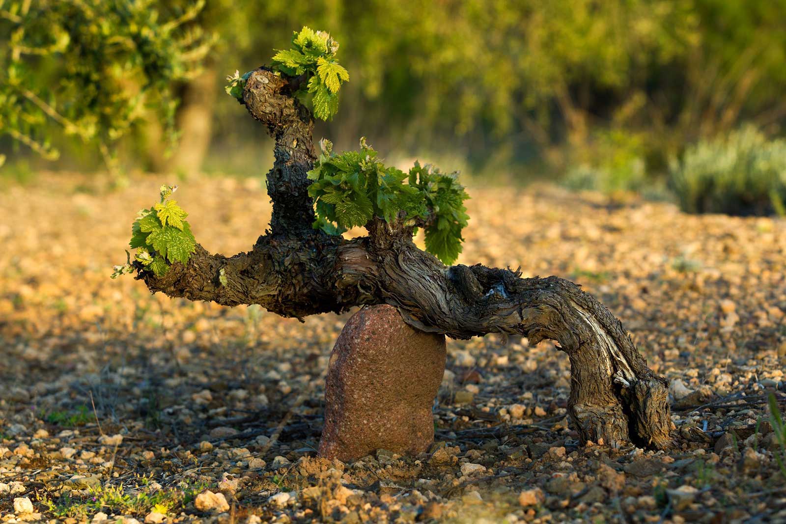 The best wines in Priorat source their fruit from old vines Garnacha and Cariñena. ©DOQ Priorat