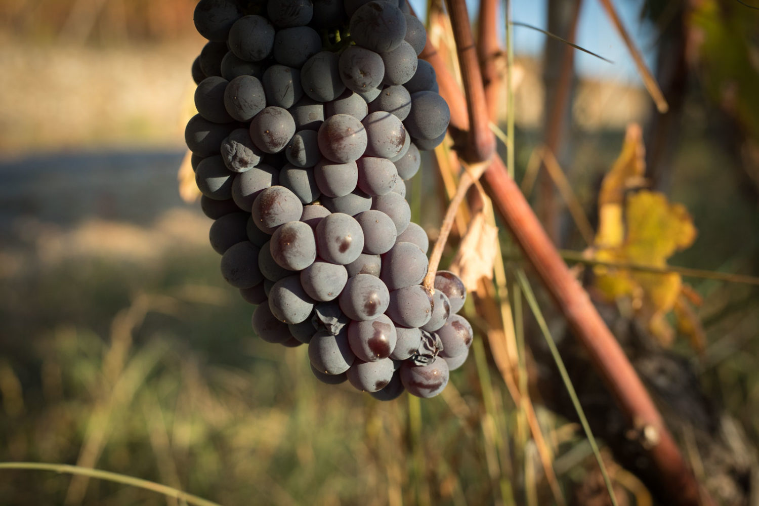 Nebbiolo grape cluster ©Kevin Day/Opening a Bottle