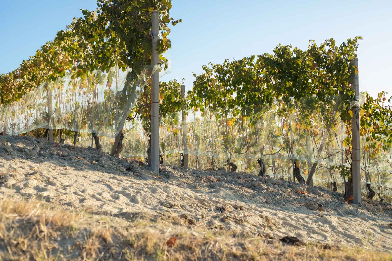 The vineyards in the Barolo DOCG. With each day, each row gets more and more valuable. ©Kevin Day/Opening a Bottle