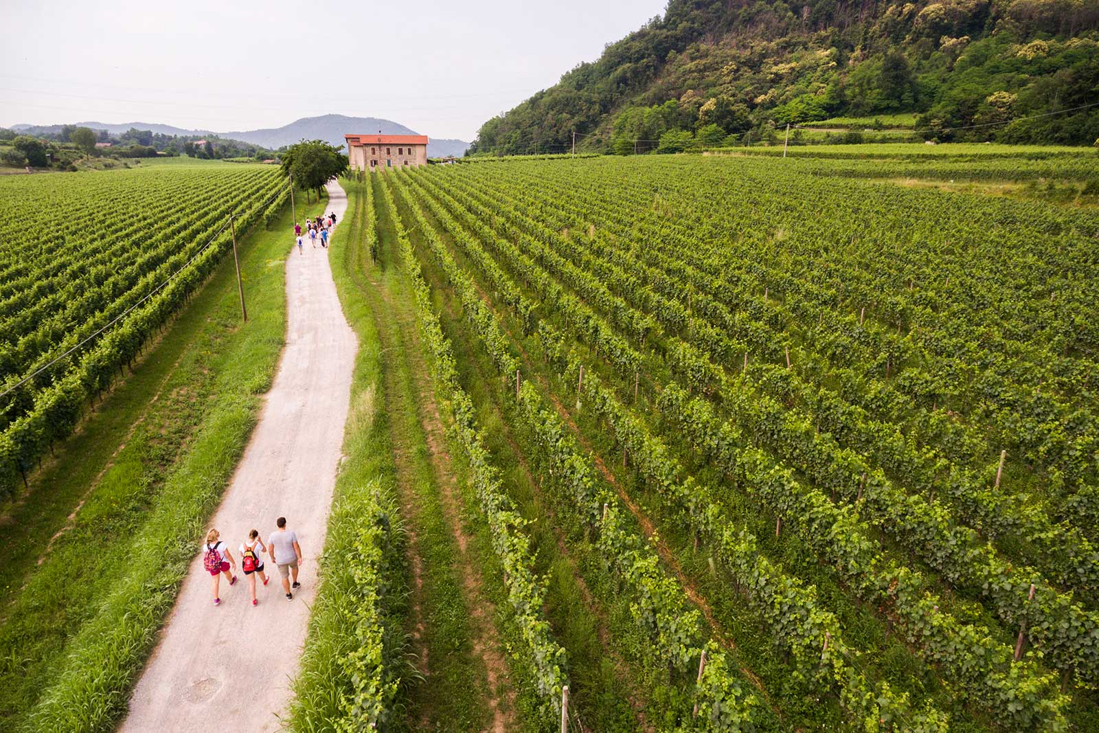 An aerial view of Franciacorta's vineyards. ©Fabio Cattabiani/Consorzio di Franciacorta