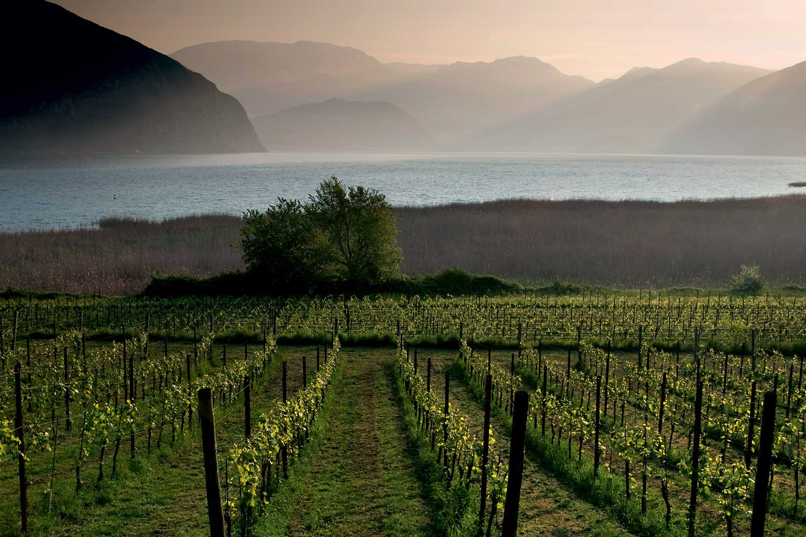 Lake Iseo is seen behind the vineyards of Franciacorta. ©Aldo Padovan/Consorzio di Franciacorta