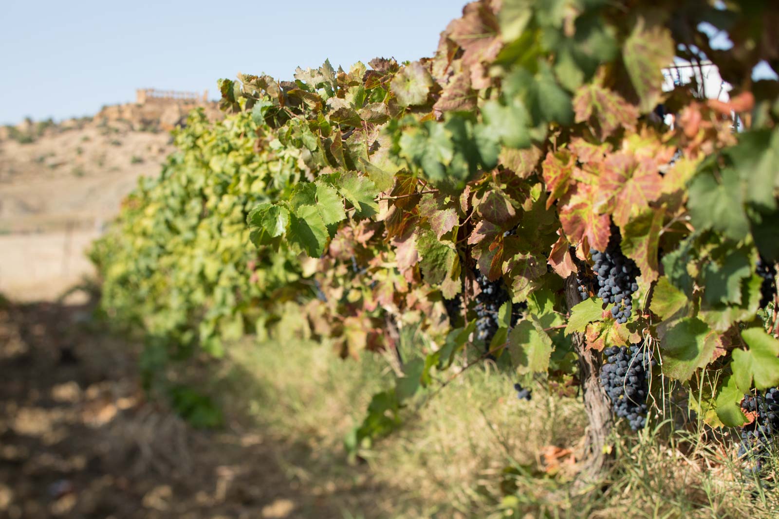 Nero d'Avola grapes in the Diodoros vineyard. ©Kevin Day/Opening a Bottle