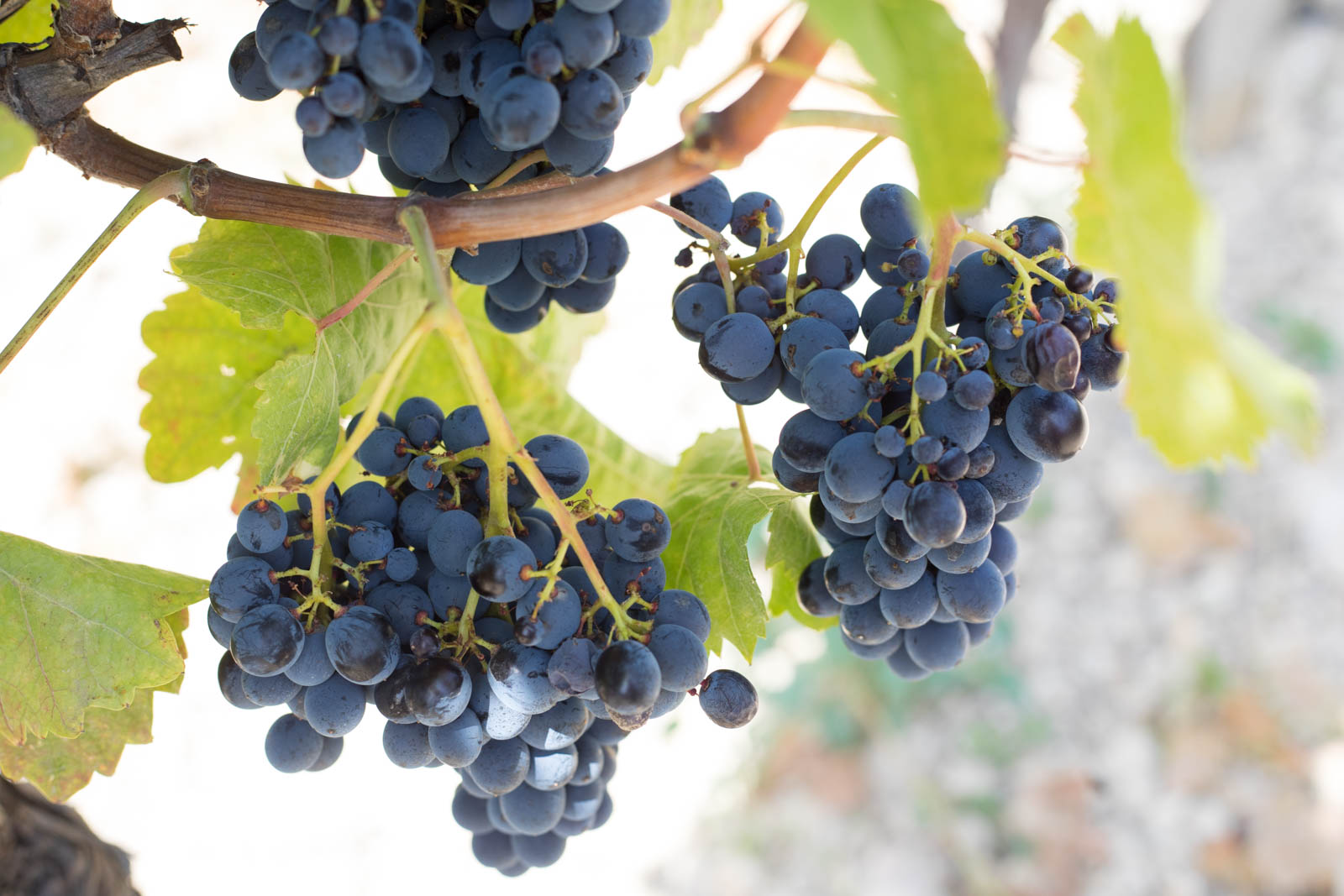 Nero d'Avola grapes growing in the vineyard of a co-op member. ©Kevin Day/Opening a Bottle