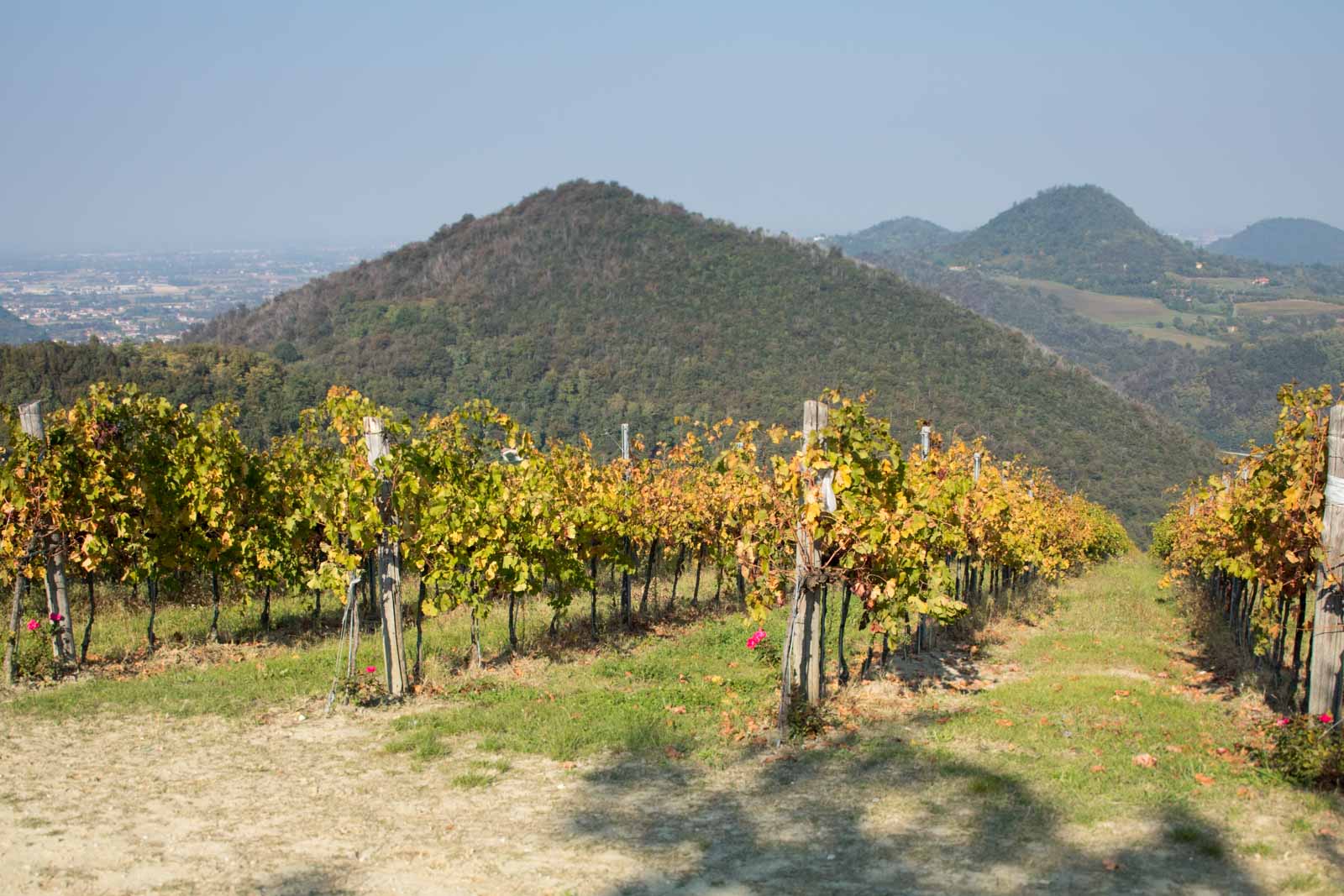 The Terra Bianca di Piro vineyard with the volcanic outline of the hills stretching to the north. ©Kevin Day/Opening a Bottle