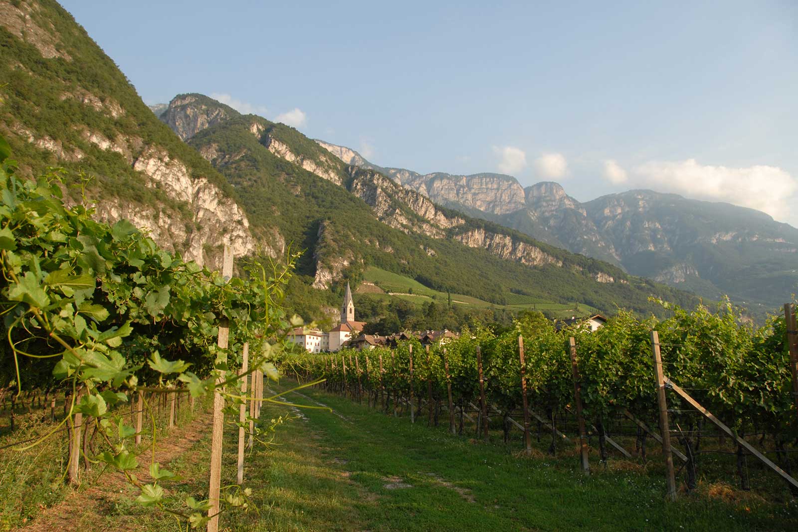 Alois Lageder's Porer vineyard is prized terroir for Pinot Grigio. ©Alois Lageder