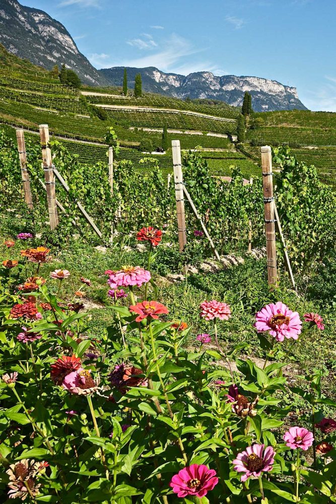 One of the dramatic Alto Adige vineyards that Alois Lageder tends to. ©Alois Lageder