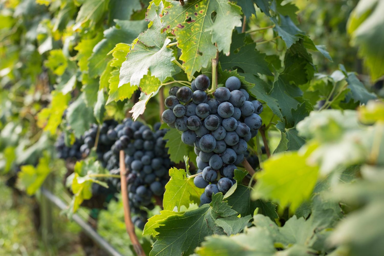 Clusters of Corvinone await the harvesters at Dal Forno Romano. ©Kevin Day/Opening a Bottle