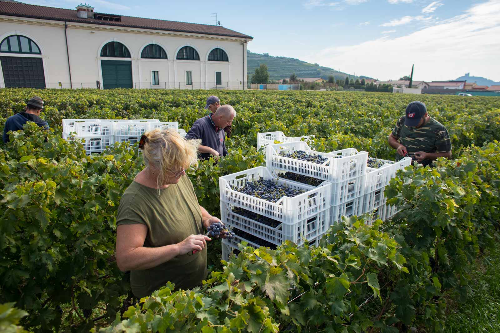 Harvesters work through the last of the year's vines. ©Kevin Day/Opening a Bottle