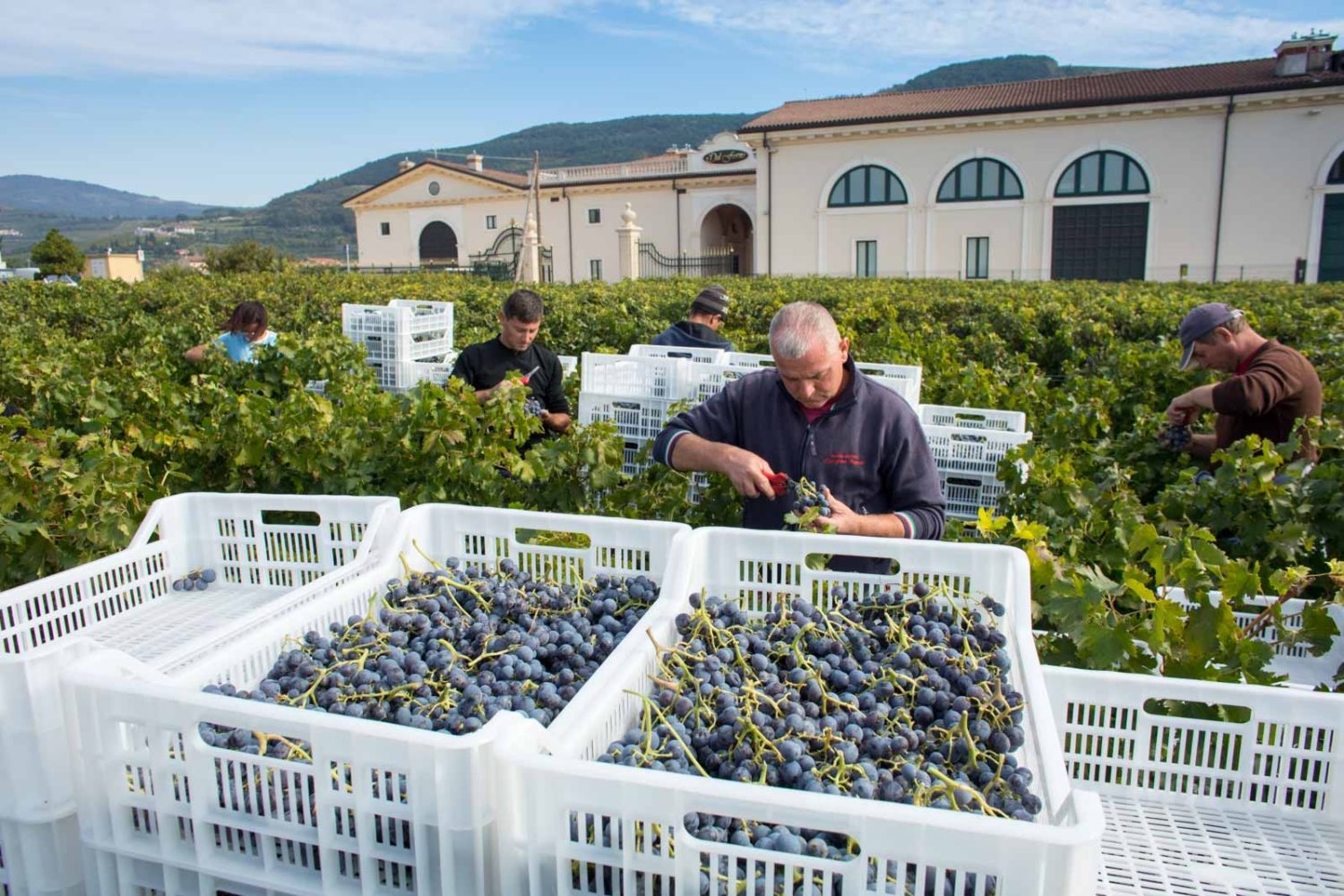 Harvest at Dal Forno Romano in Valpolicella, Italy ©Kevin Day/Opening a Bottle