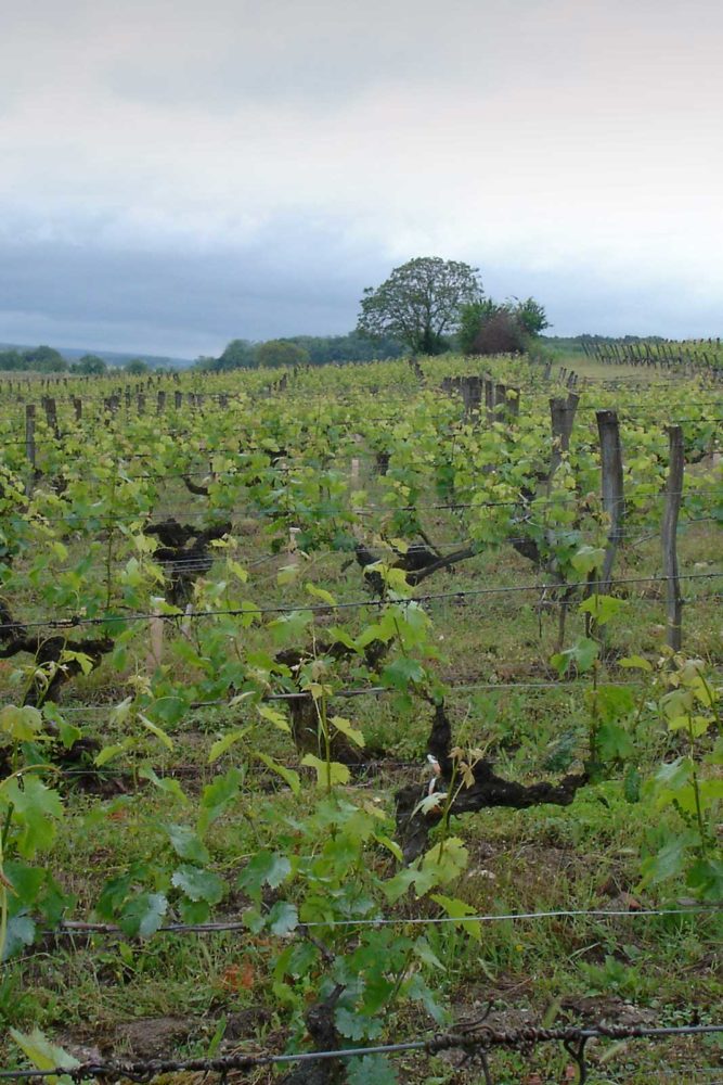 Charles Joguet's Monopole vineyard, Clos du Chêne Vert. ©Kermit Lynch Wine Merchant