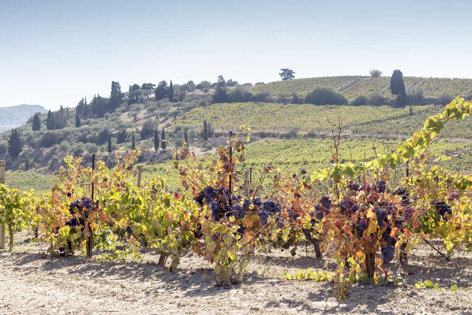 A vineyard in the heat summer on the island of Crete. ©Kevin Day/Opening a Bottle