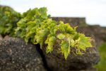 The most serene and beautiful Zibbibo vine I could find. ©Kevin Day/Opening a Bottle