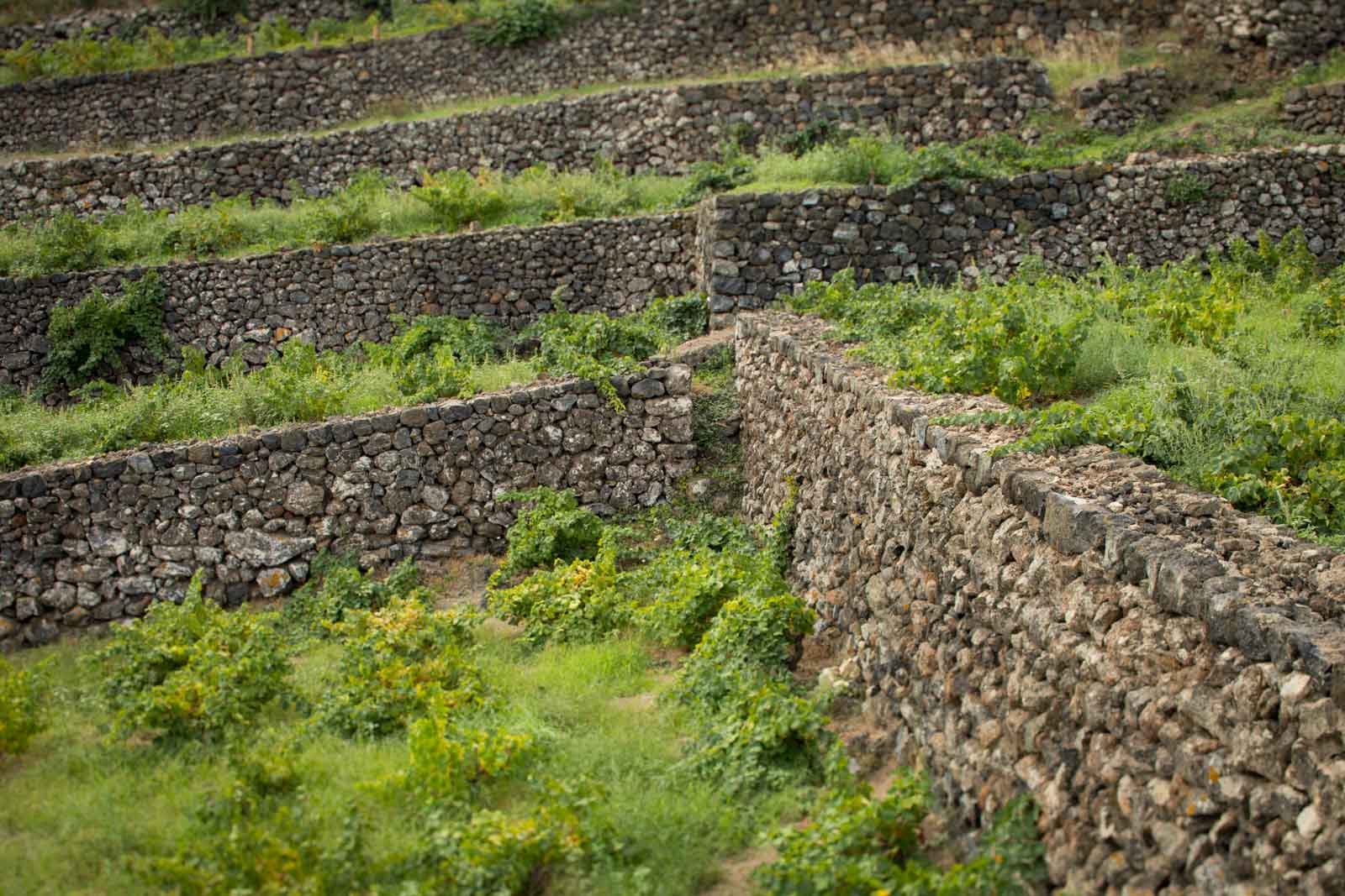 A good look at the rock-wall construction of Pantelleria's terraced vineyards. ©Kevin Day/Opening a Bottle