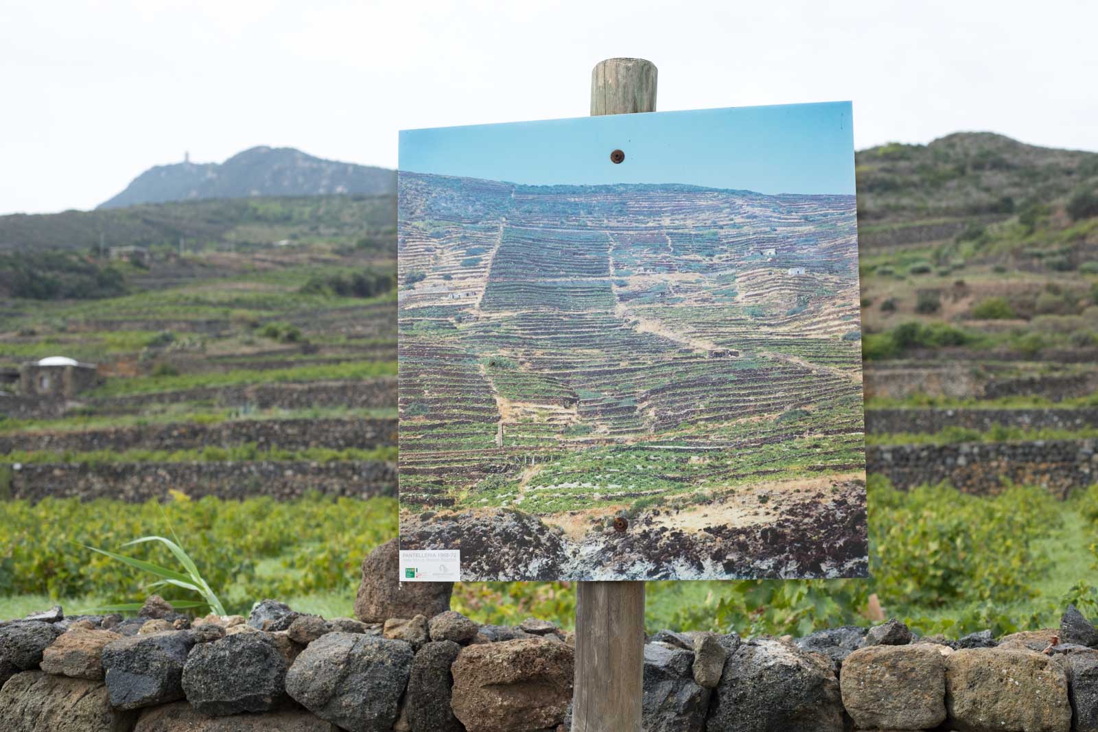 Over the years, many terraces have been abandoned. Donnafugata has an outdoor photo gallery which shows what the island was like 50 years ago at the height of grape production. ©Kevin Day/Opening a Bottle