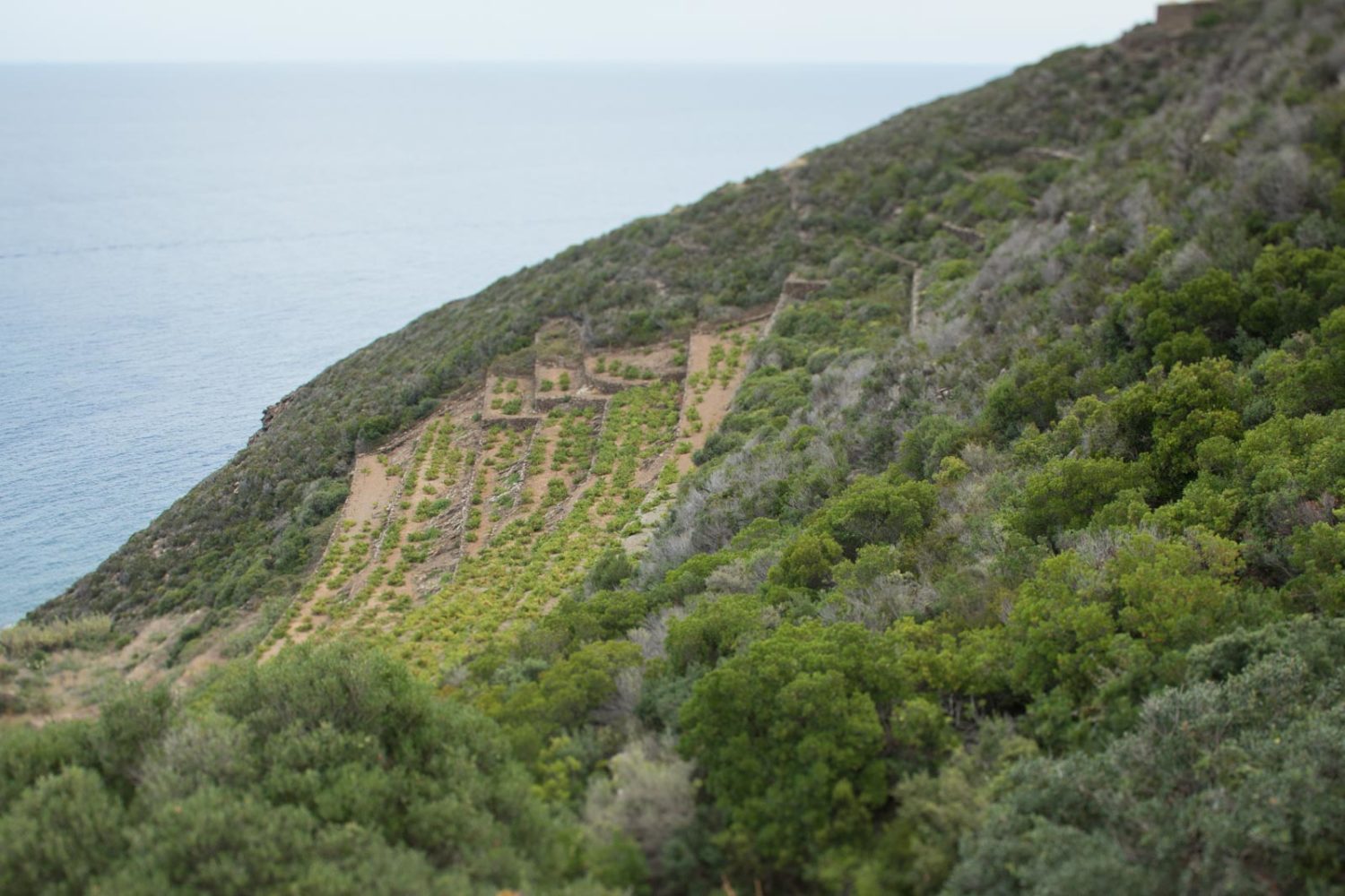 One of the seaside terraced vineyards on Pantelleria. ©Kevin Day/Opening a Bottle