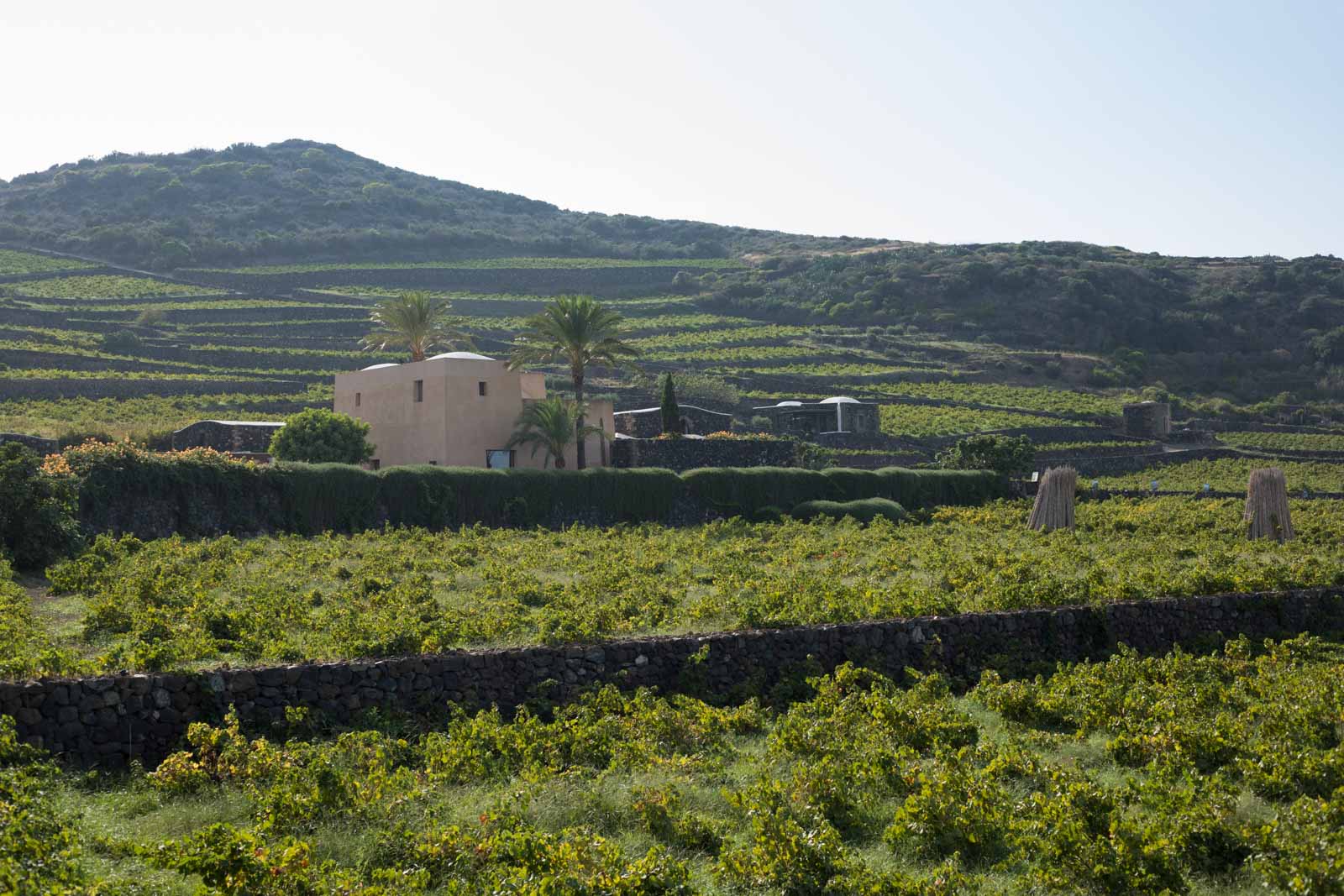 Donnafugata's Pantelleria facility is used exclusively for the production of Ben Ryé and Kabir, a sweet Moscato di Pantelleria made from Zibbibo (aka Moscato di Alessandria). ©Kevin Day/Opening a Bottle