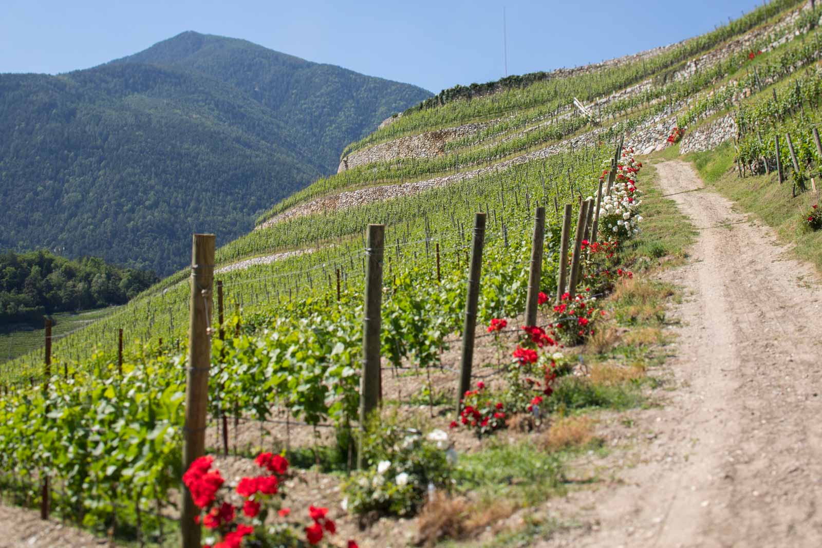 The spectacularly steep vineyard of Abbazia di Novacella. ©Kevin Day/Opening a Bottle